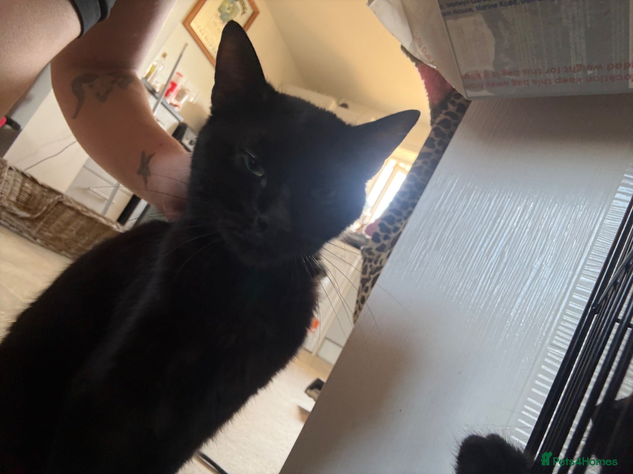 British Longhair cats Girl kittens for sale  - Advert 1