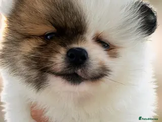 Pomeranian dogs Quality Pomeranian Teddy bears 🐻🐻 - Advert 4