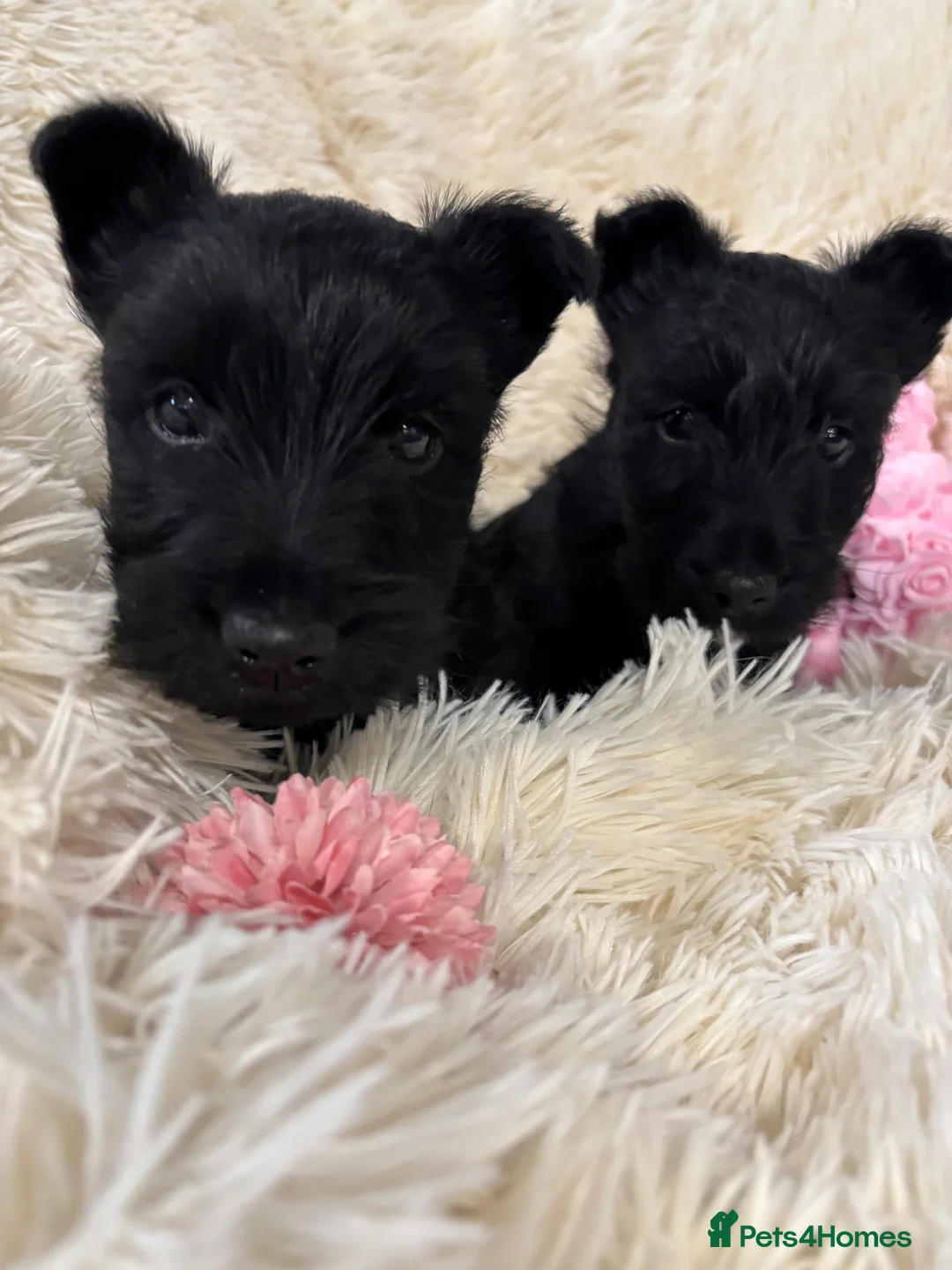 Scottish Terrier dogs for sale: Scottish terrier pups  in Crumlin - Advert 12