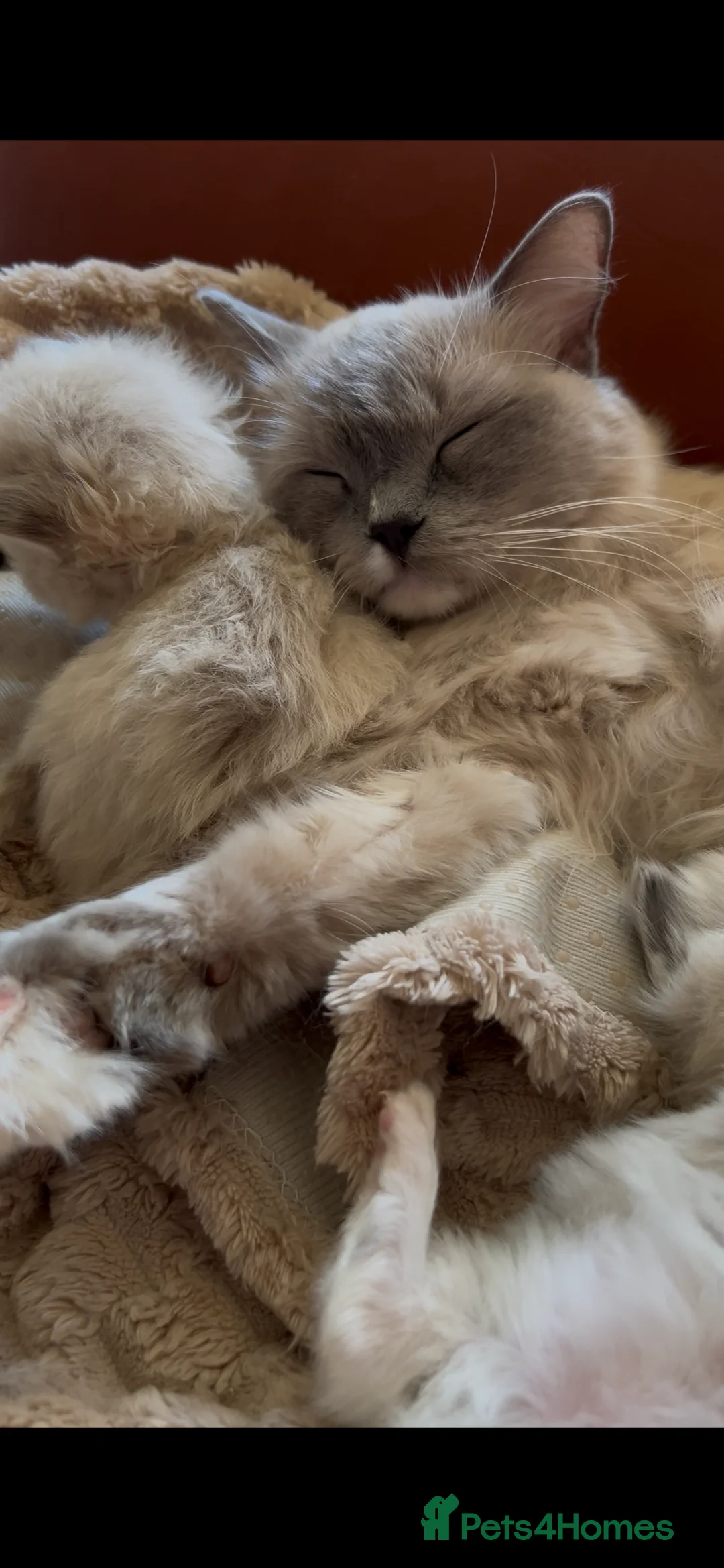 Ragdoll cats for sale: Quality Mink Sepia Cherubim Ragdolls - Advert 5