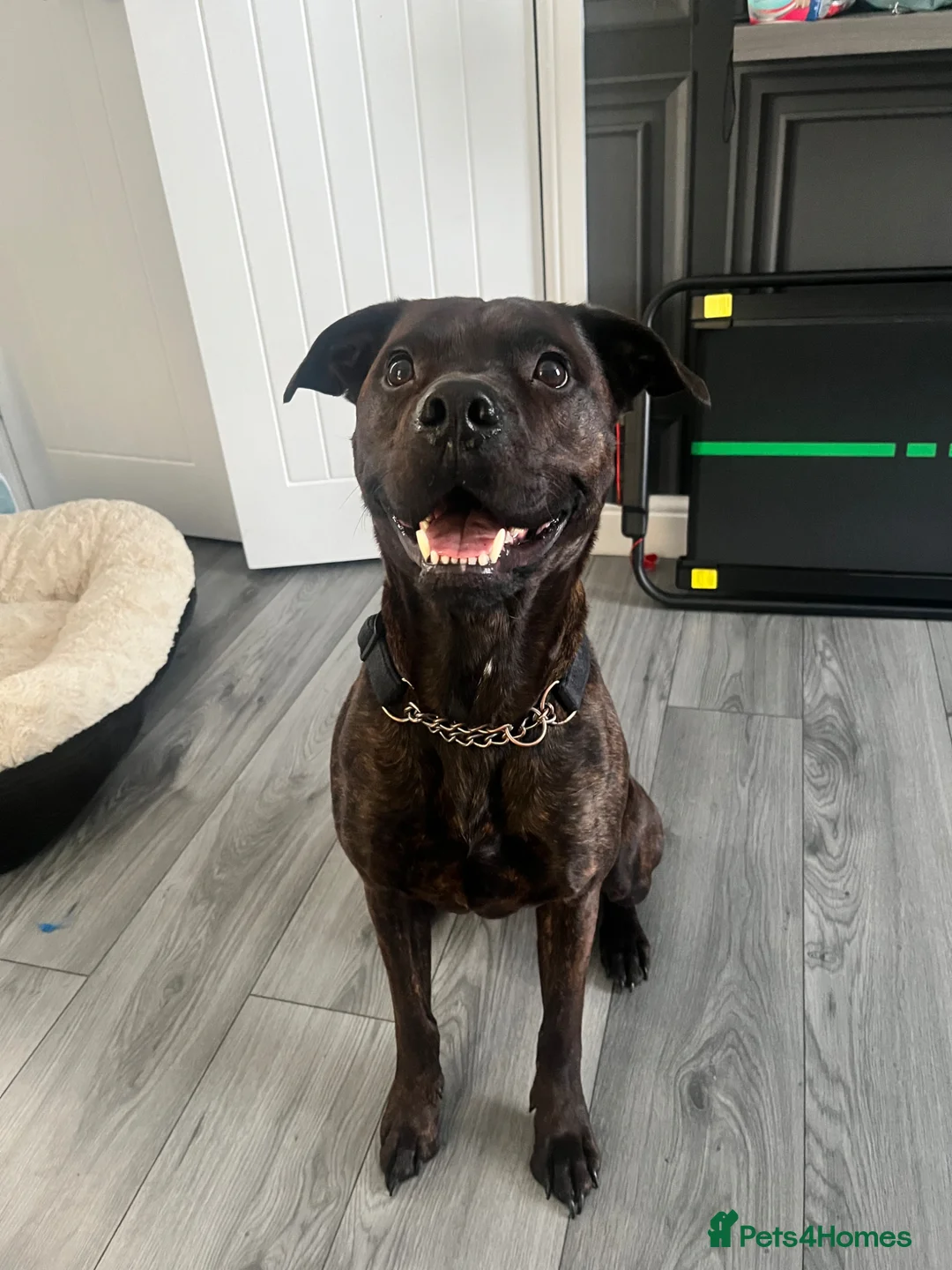Mixed Breed dogs for sale: Male bullmastiff cross - Advert 1