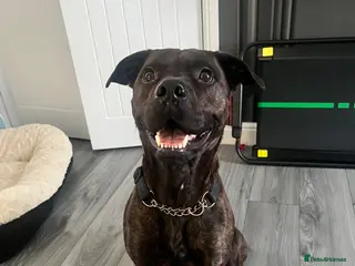 Mixed Breed dogs Male bullmastiff cross - Advert 2