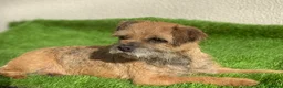 Border Terrier dogs for sale: Border terrier pups  - Advert 15
