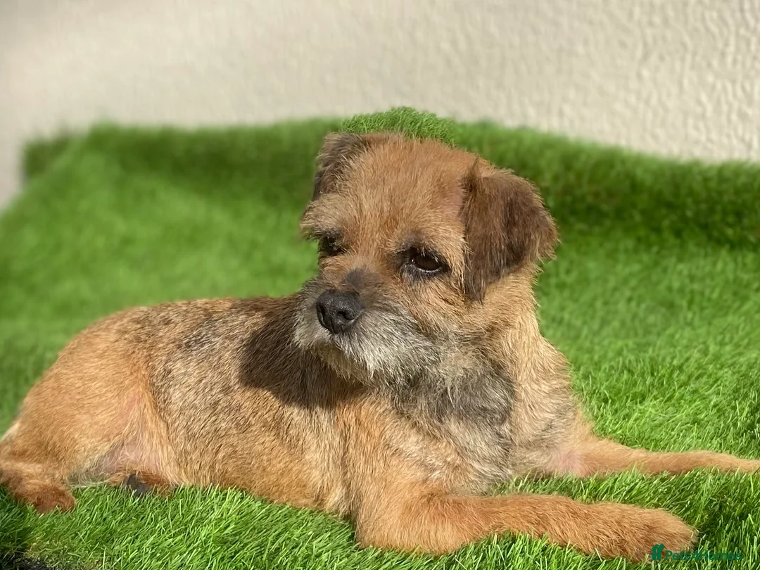Border Terrier dogs for sale: Border terrier pups  - Advert 15