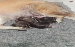 Chihuahua dogs for sale: Long haired Chihuahua  - Image 4