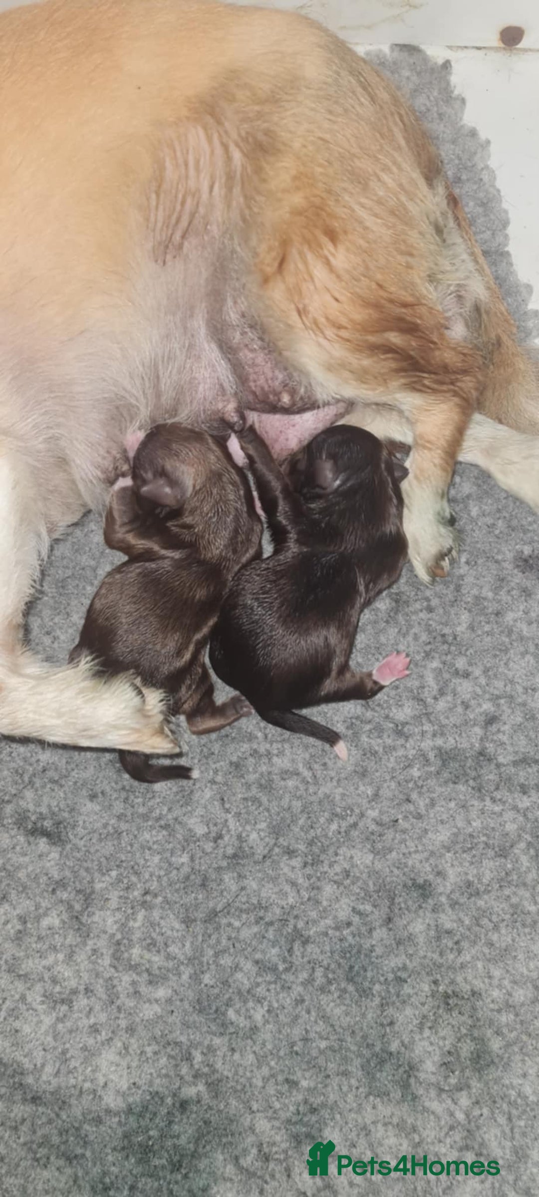 Chihuahua dogs for sale: Long haired Chihuahua  - Image 4