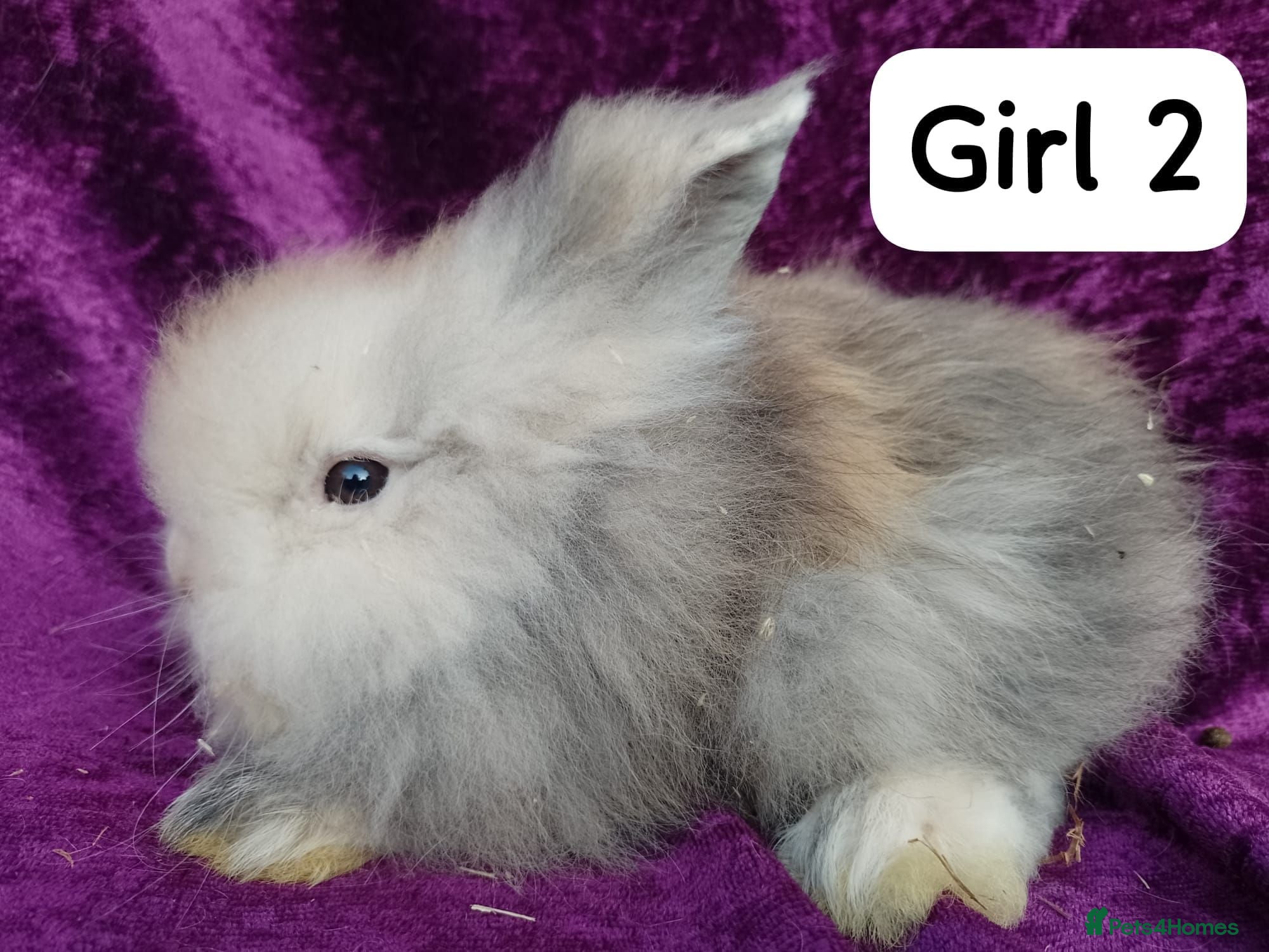 Mini Lion Lop rabbits Mini lion head lop  - Advert 2
