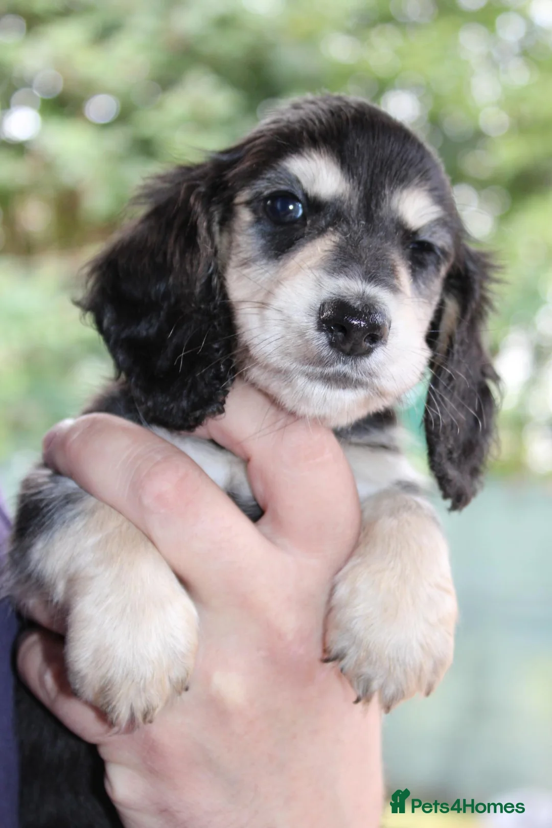 Miniature Dachshund dogs for sale: Cream dapple  - Advert 21