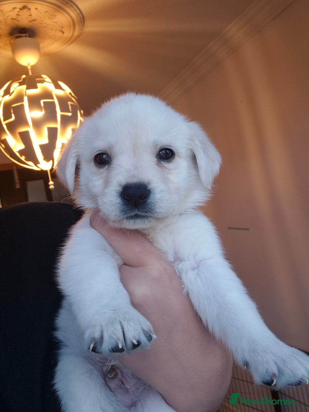 Labrador Retriever dogs for sale: Beautiful labrador puppies for sale - Image 14