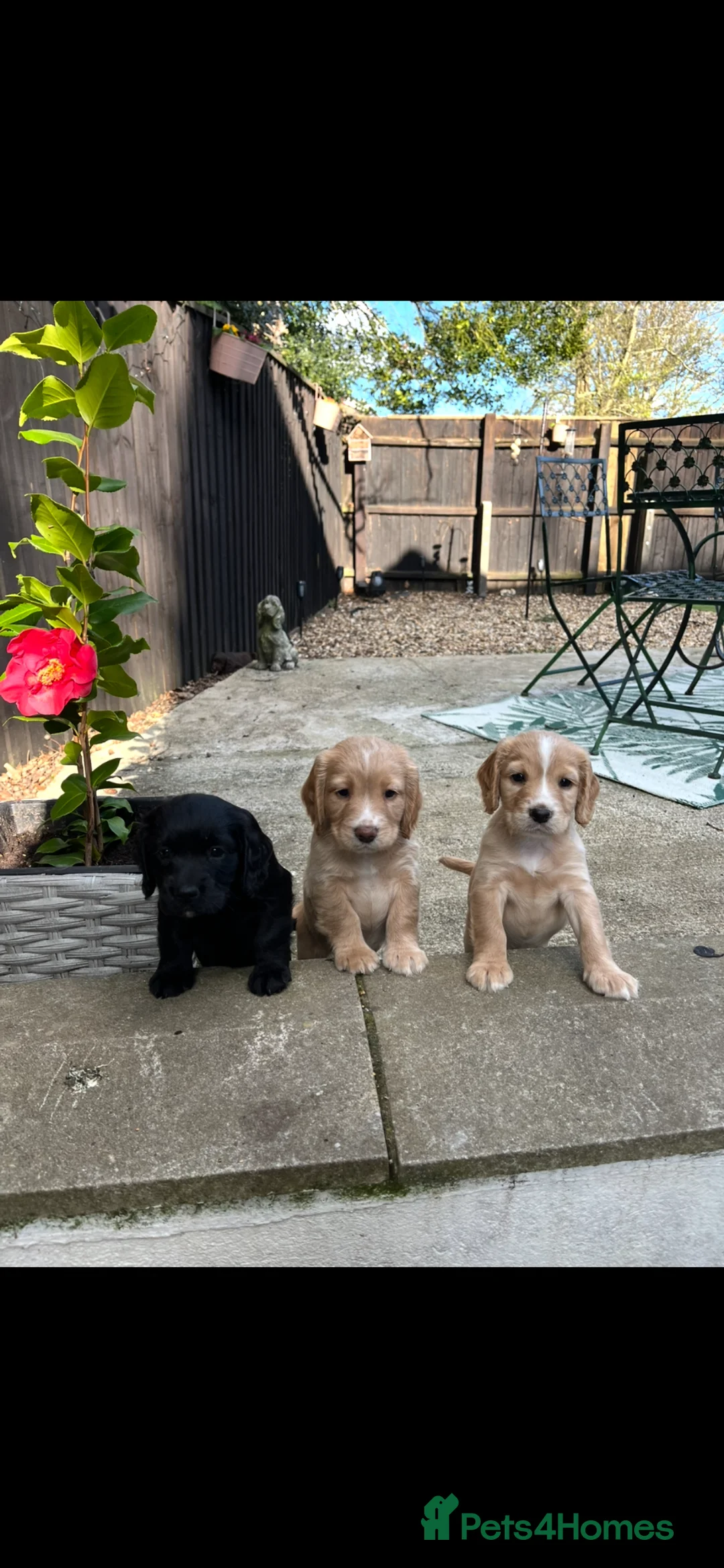 Cocker Spaniel dogs for sale: Cocker Spaniel Puppies *only 2 left* in Christchurch - Advert 1