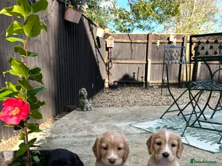 Cocker Spaniel dogs Cocker Spaniel Puppies *only 2 left* - Advert 1
