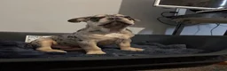 French Bulldog dogs for sale: Last frenchie available!! - Advert 4