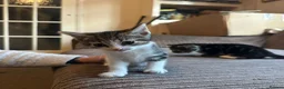 Mixed Breed cats for sale: Mixed breed kittens  - Advert 6