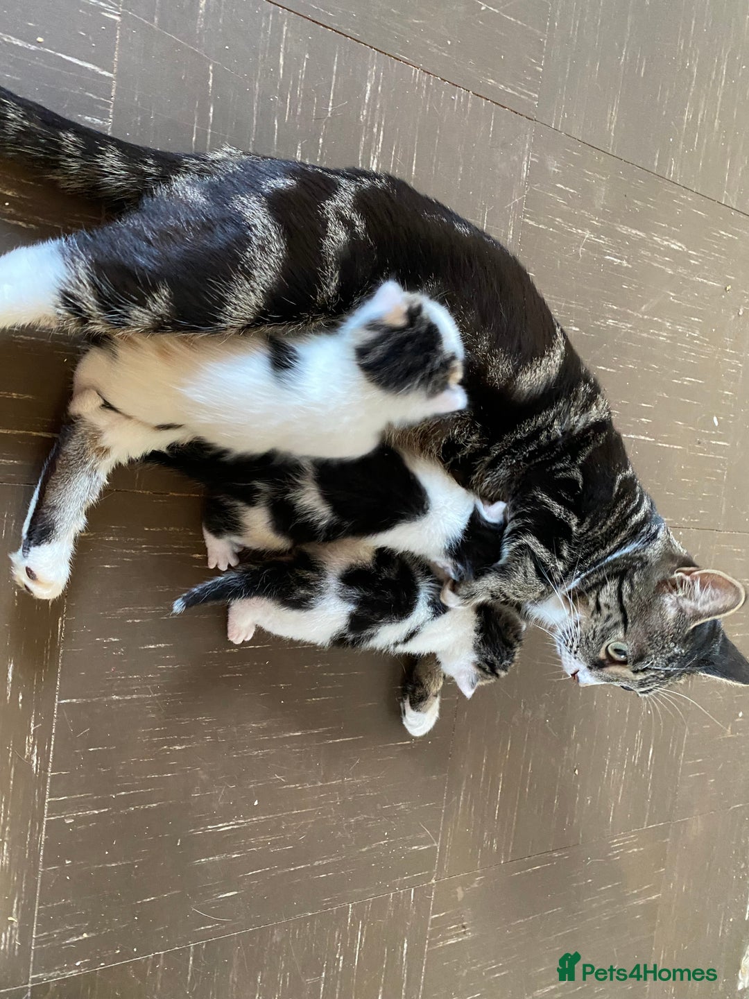 British Shorthair cats for sale: Beautiful baby kittens ready 23rd Dec - Advert 16