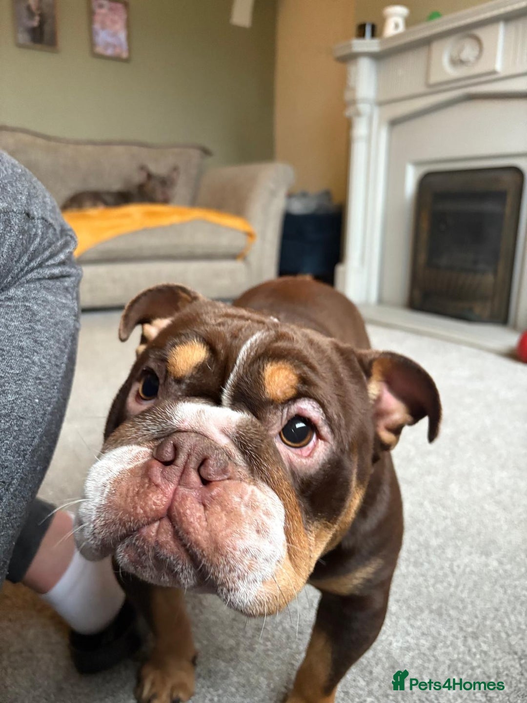 English Bulldog dogs for sale: Female English bulldog 2yr old  - Advert 6