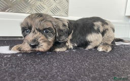Cockapoo dogs for sale: F1 Cockapoos for sale  - Image 11