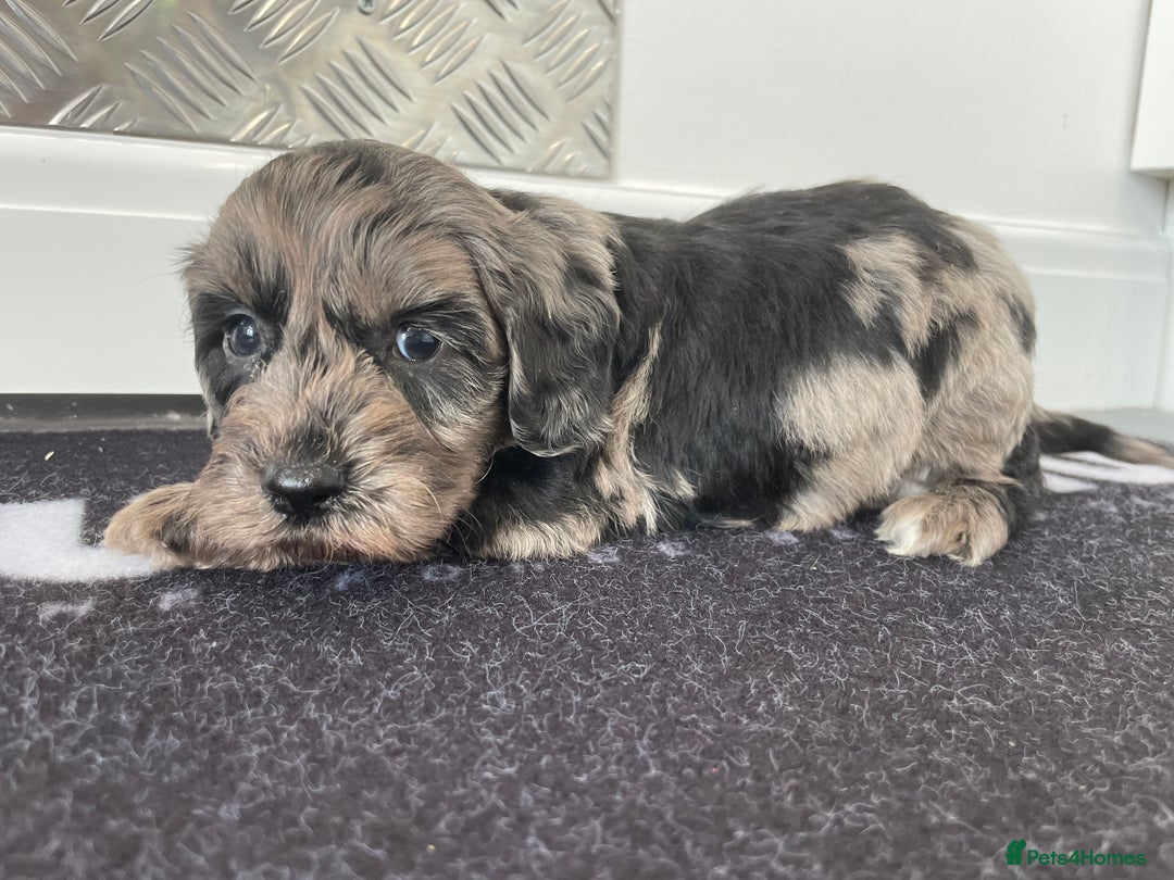 Cockapoo dogs for sale: F1 Cockapoos for sale  - Image 11
