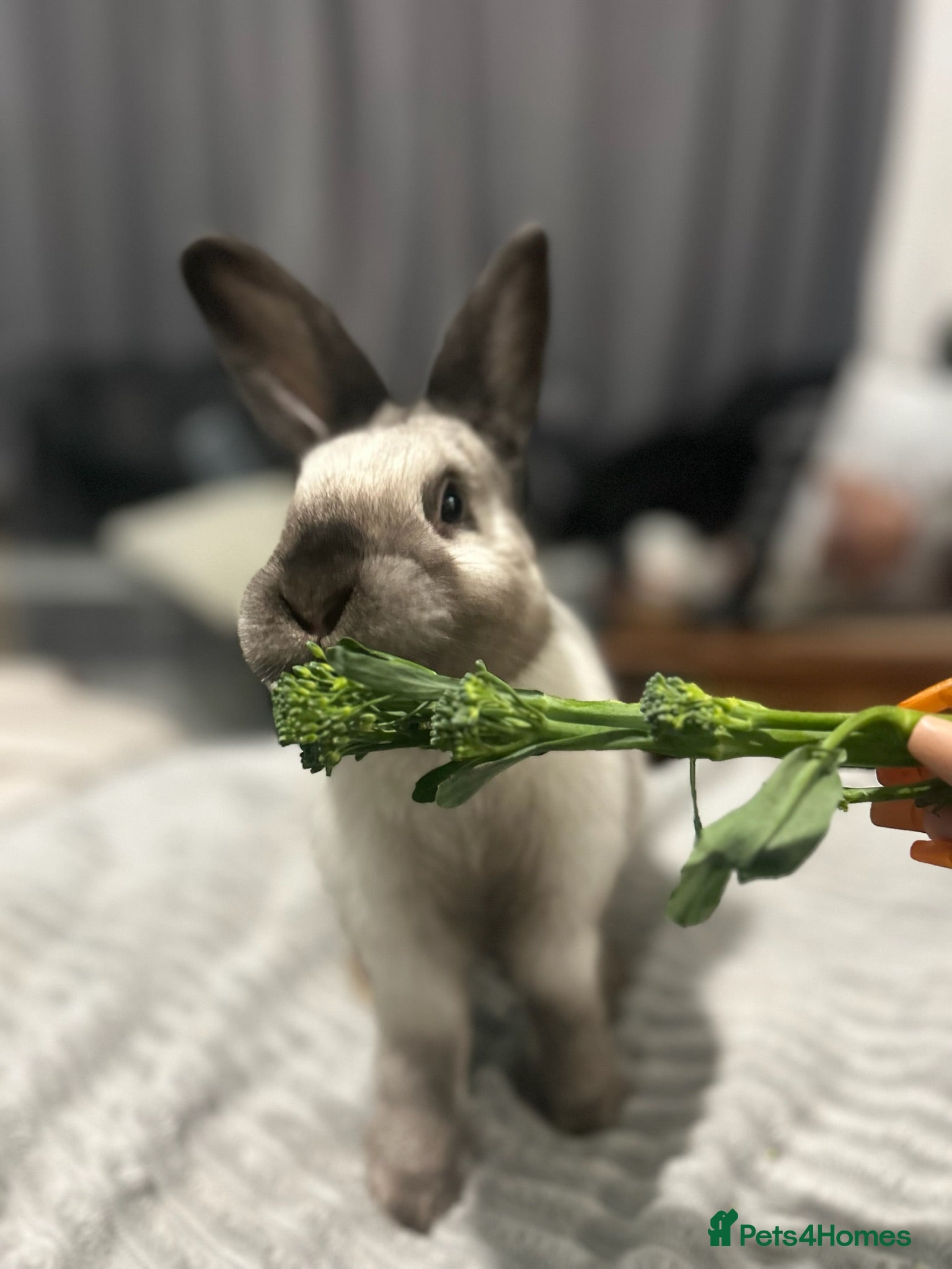 Sallander rabbits Handsome Sallander male rabbit  - Advert 3