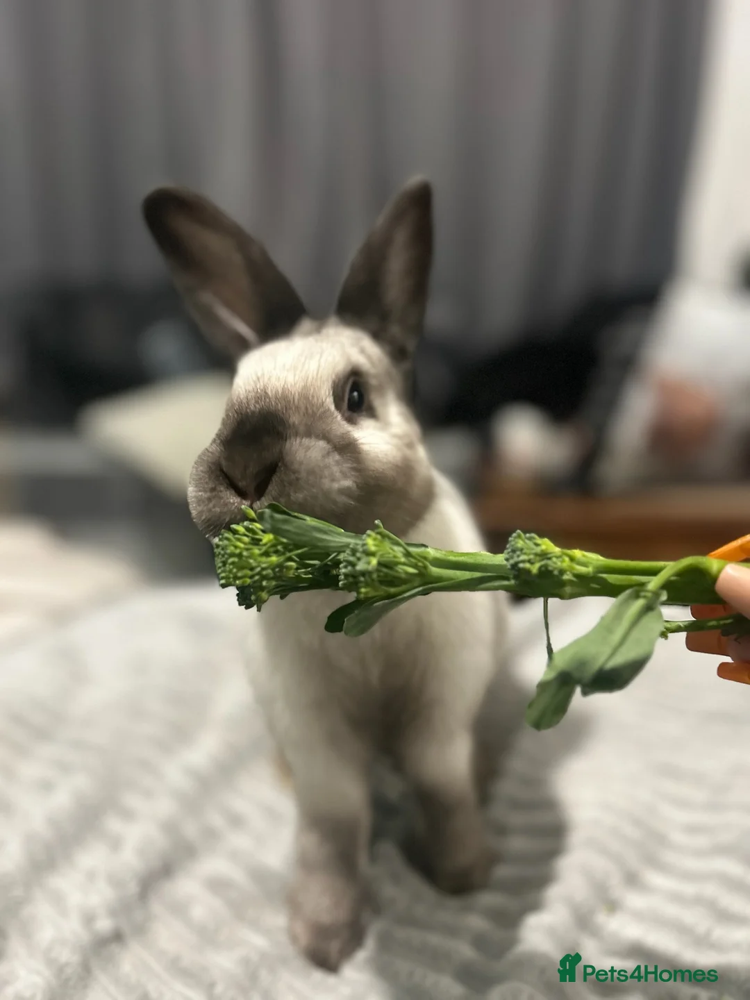 Sallander rabbits for sale: Handsome Sallander male rabbit  - Advert 1