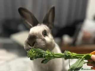 Sallander rabbits Handsome Sallander male rabbit - Advert 3