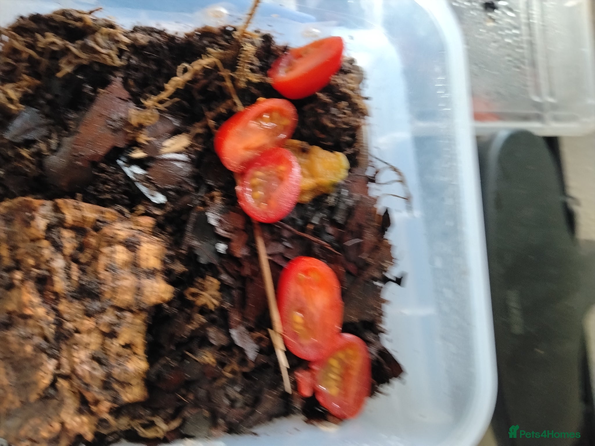Millipedes invertebrates Millipedes  - Advert 10