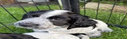 Cocker Spaniel dogs for sale: 8 Beautiful Working Cocker Spaniel Puppies  - Advert 11