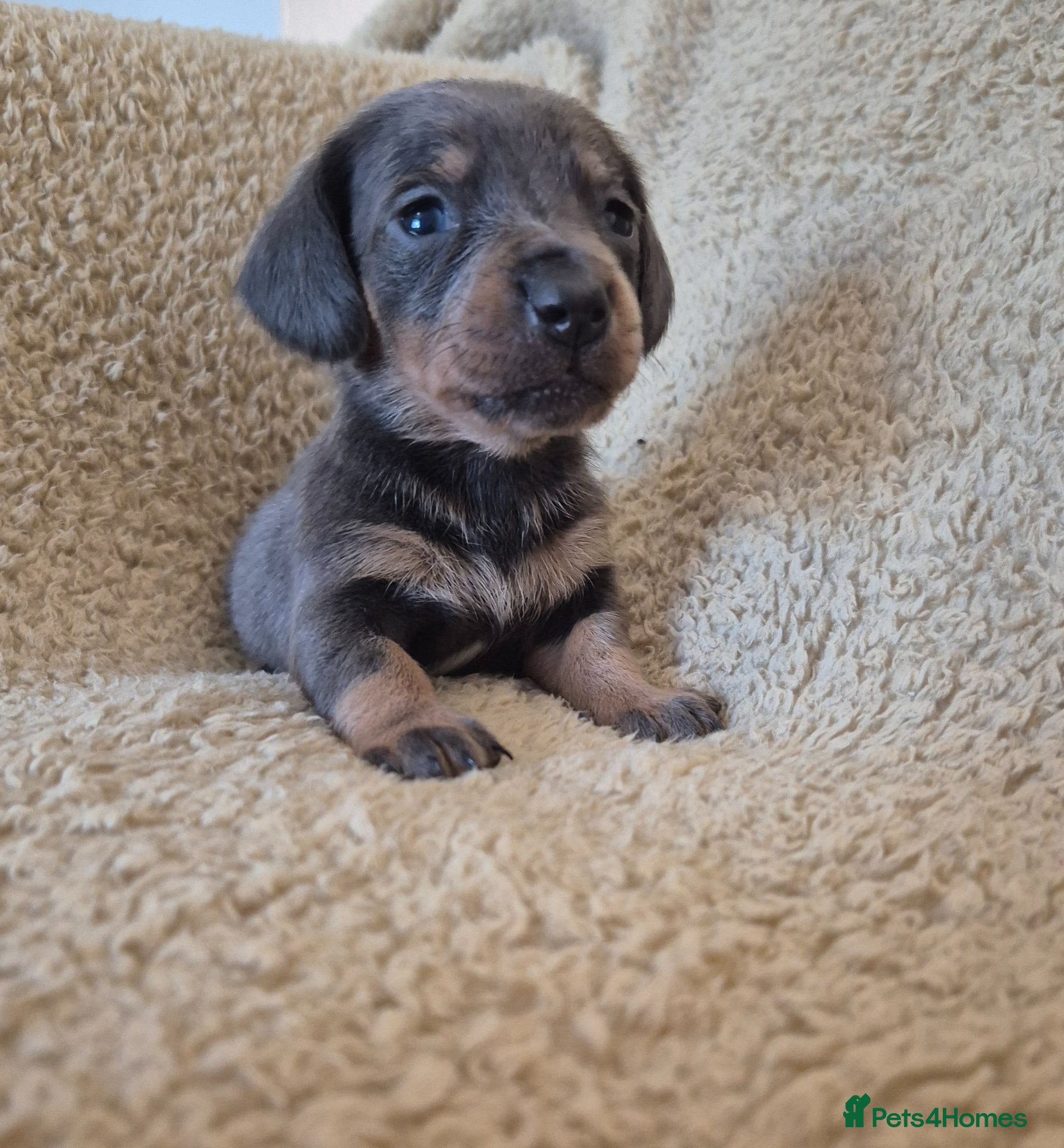 Miniature Dachshund dogs Miniature dachshund puppies - Advert 1