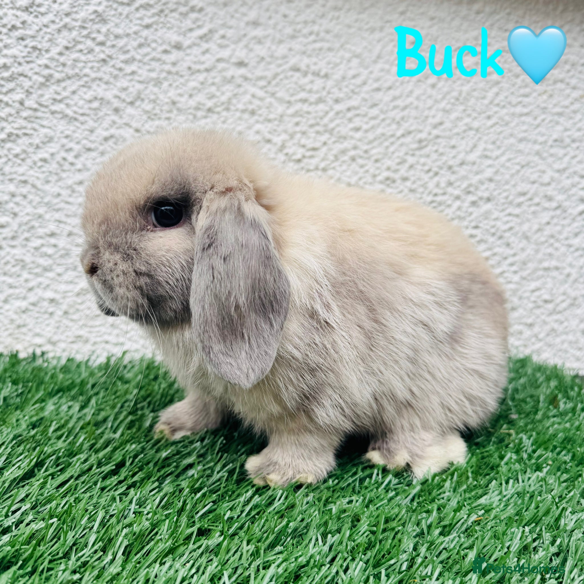 Mini Lop rabbits ✨Mini lop ready to rezerve ✨ - Advert 2
