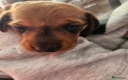Dachshund dogs for sale: Dashound puppies for sale.  - Image 9