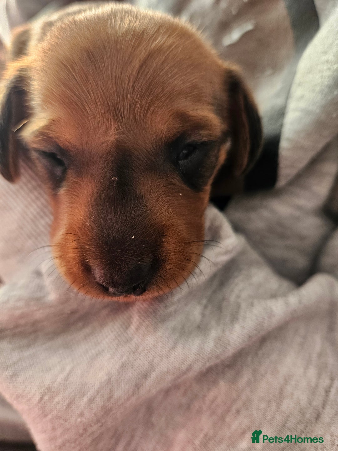 Dachshund dogs for sale: Dashound puppies for sale.  - Image 9