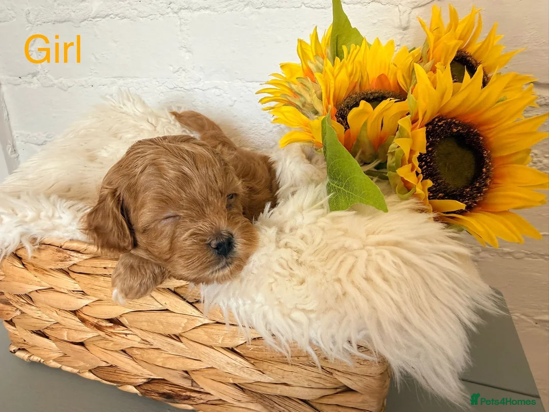 Lhasapoo dogs for sale: Lhasapoo pups (doodles) F1b  - Advert 5