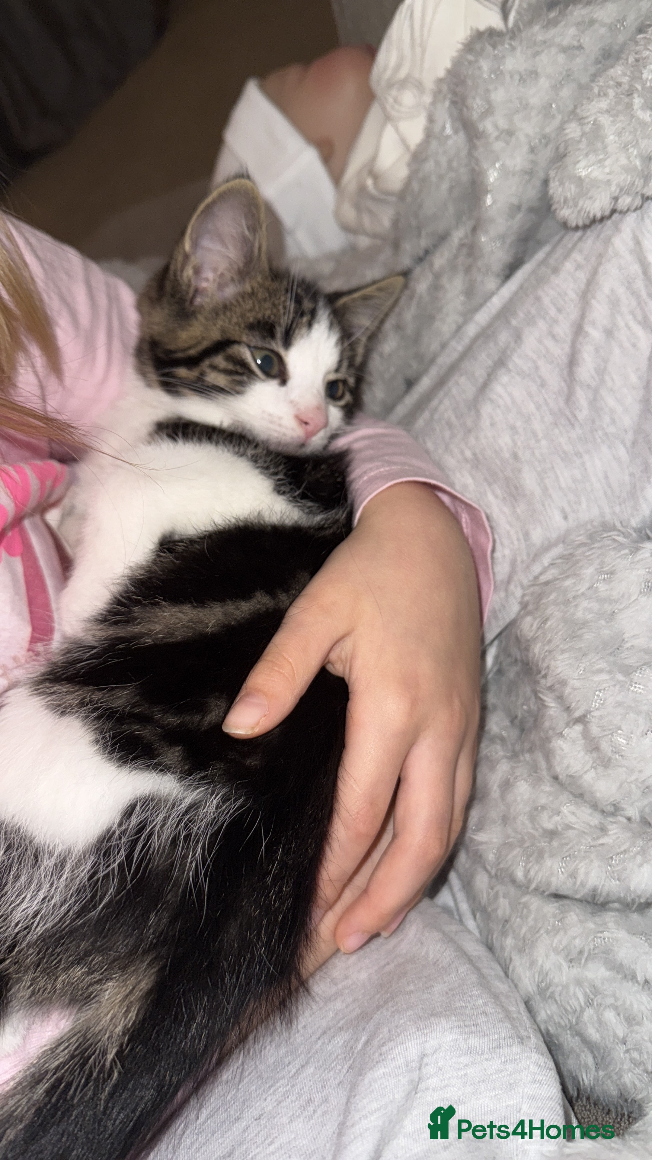 Mixed Breed cats Male kitten - Advert 1