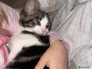 Mixed Breed cats Male kitten - Advert 1