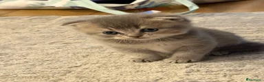 Scottish Fold 3