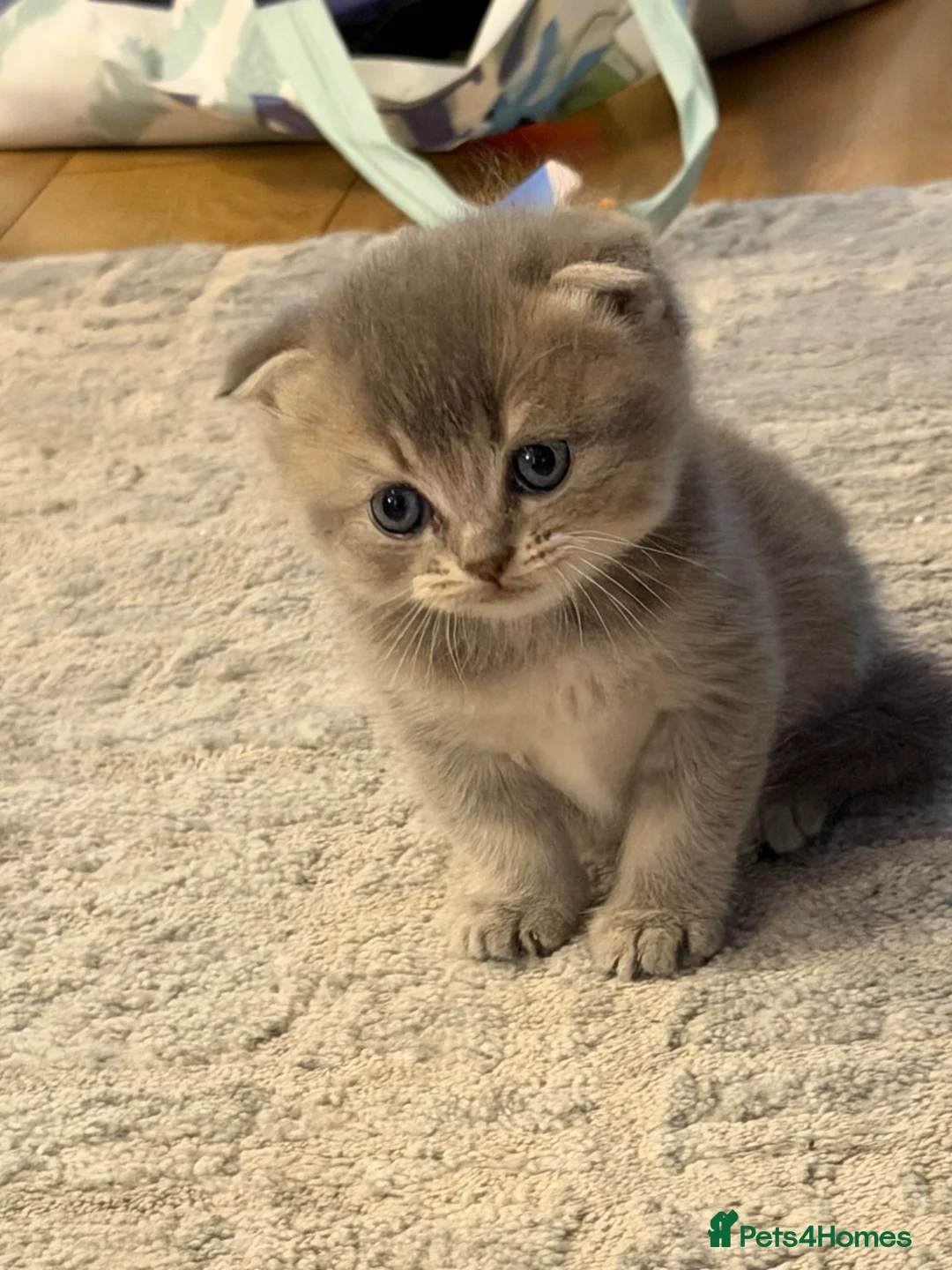 Scottish Fold cats for sale: Scotish Kitten - Advert 2