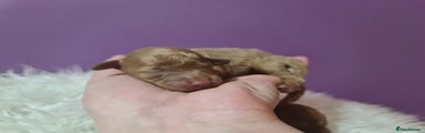 Toy Poodle Puppy 2