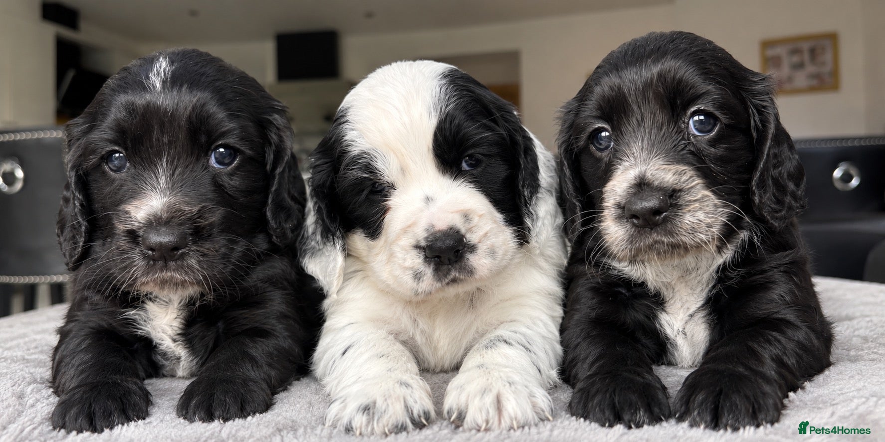 Cocker Spaniel dogs Excellent bloodline working Cocker spaniels KC reg - Advert 4