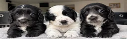 Cocker Spaniel dogs for sale: Excellent bloodline working Cocker spaniels KC reg - Advert 1
