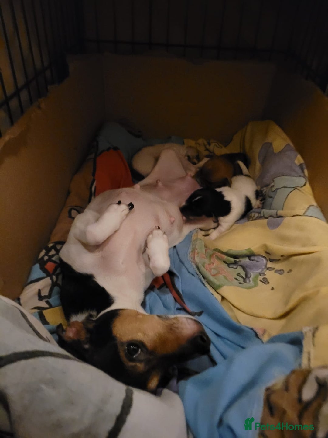 Jack Russell dogs for sale: Jack Russell pups  - Image 3