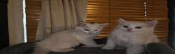 Turkish Angora cats for sale: 2 Turkish Angora Kitten - Advert 4