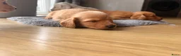 Miniature Dachshund dogs for sale: Miniature Long Haired Dachshund  - Advert 20