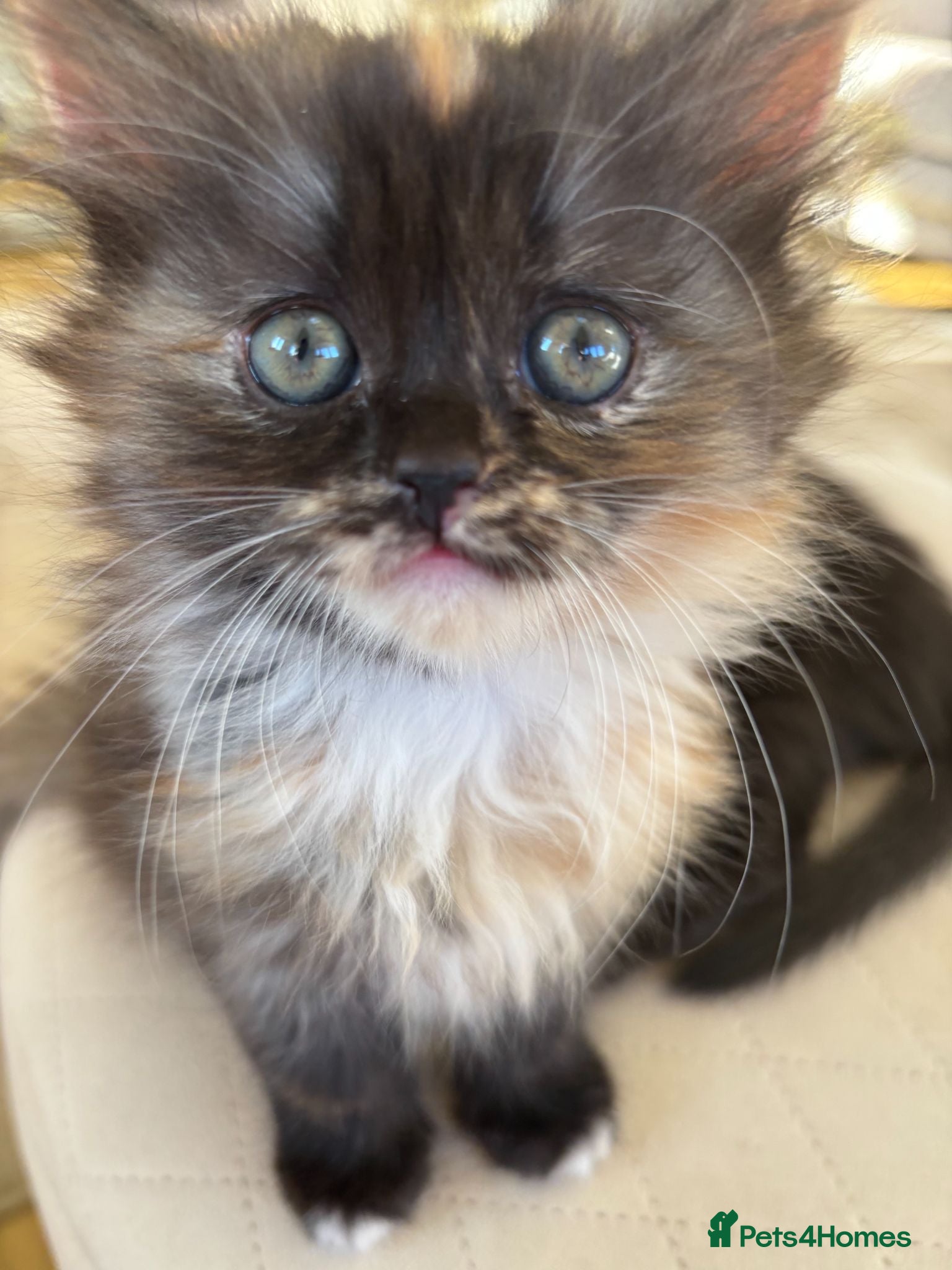 Persian cats Stunning Persian Chinchilla Kittens  - Advert 2
