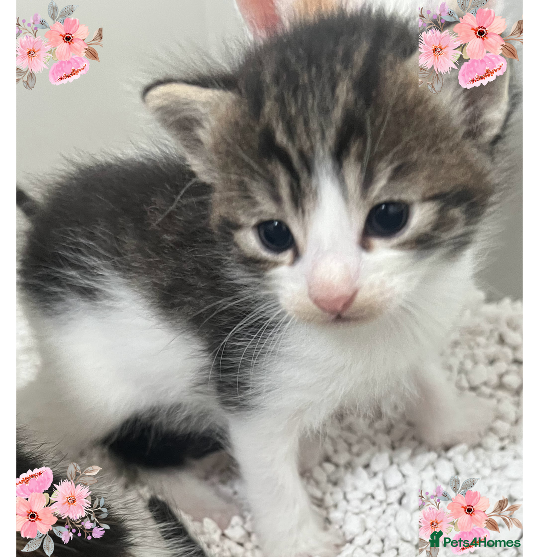 Mixed Breed cats for sale: CLEMMIE’S CUTIES  - Image 33