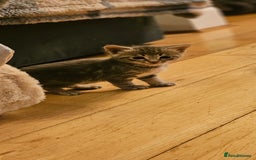 Savannah cats for sale: Beautiful Savannah cross kittens for sale - Advert 14