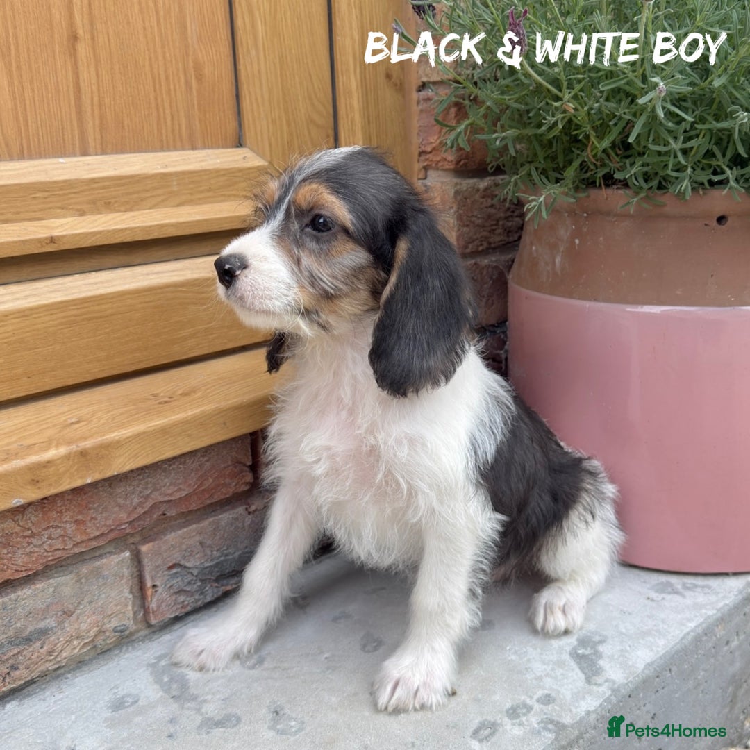 Mixed Breed dogs for sale: 🤎 BABY POOGLES (beagleXminiature poodle)🤎 in Rhayader - Image 17