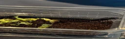 Millipedes invertebrates for sale: Millipede in Paignton - Advert 2