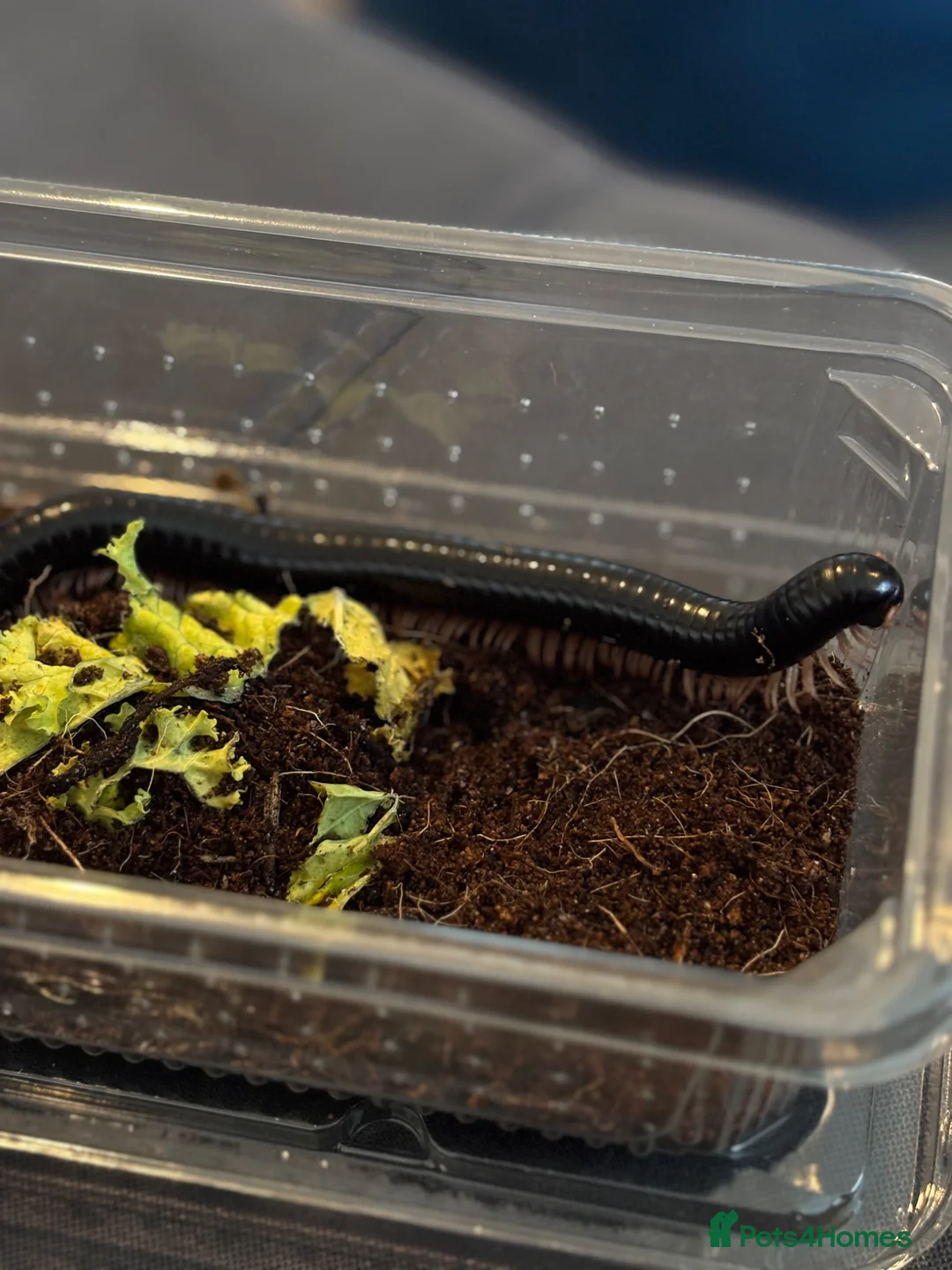 Millipedes invertebrates for sale: Millipede in Paignton - Advert 2