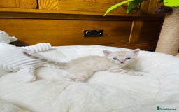 Bengal cats for sale: 💎💎💎 Luxury Bengal Kittens Available  - Image 24