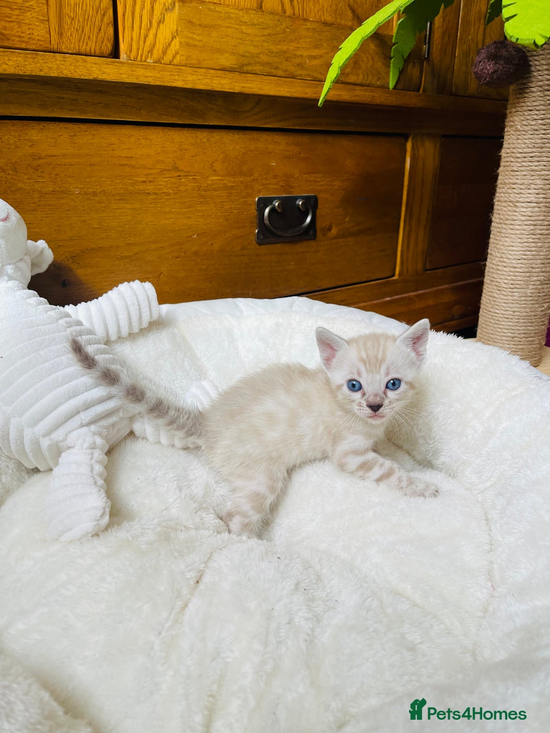 Bengal cats for sale: 💎💎💎 Luxury Bengal Kittens Available  - Image 24