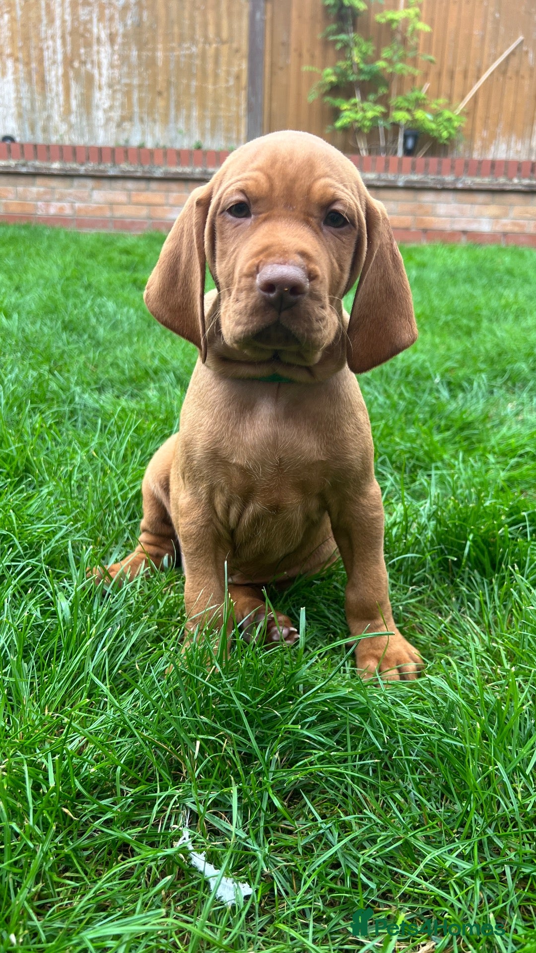 Hungarian Vizsla dogs EXCEPTIONAL HUNGARIAN VIZSLA PUPPIES - Advert 10